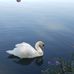 FRED the Swan at Lake LBJ - @100086491382856 Instagram Profile Photo