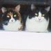 Sally & Stone The Manx Siblings - @100077377070313 Instagram Profile Photo