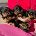 Mrs Terri Dunn Marra and husband Teacup yorkie puppies for rehoming - @Mrs-Terri-Dunn-Marra-and-husband-Teacup-yorkie-puppies-for-rehoming-103694635828183 Instagram Profile Photo