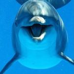 dolphin lover explore - @dolphinlover.explore Instagram Profile Photo