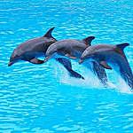 world_dolphin_lovers - @world_dolphin_lovers Instagram Profile Photo