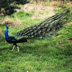 Alfred Hough - @staffordshire_birds Instagram Profile Photo