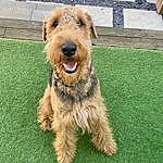 Alfred McKenna - @airedale_called_alfred Instagram Profile Photo