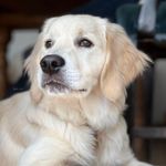 Alfred Lord Tennyson - @alfie_lord_t Instagram Profile Photo