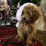 Princess Alice-poodle - @alice_bunnypoodle2021 Instagram Profile Photo