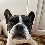 Alma The French Bulldog - @alma_french_bulldog Instagram Profile Photo