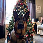 Alpha Duke Peterson - @alpha_pup_a_roonies Instagram Profile Photo