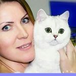 Scottish.fold.kittens - @cattery_alvaross Instagram Profile Photo
