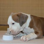 amstaff_stafford - @amstaff_stafford Instagram Profile Photo