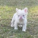 Amy ONeal - @queen_of_the_pink_frenchie Instagram Profile Photo