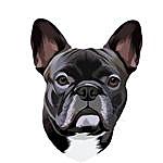 Amy Schmidt - @amy.thefrenchbully Instagram Profile Photo