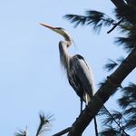 Andrea Bolan - @birdfeeder_birdwatcher Instagram Profile Photo