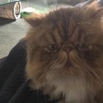 Andrea Frazer - @bruiser_boozey_the_cat Instagram Profile Photo