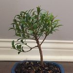 Andrew Cohee - @happy_little_bonsai_tree Instagram Profile Photo