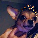 AnnaBelle Mickens Jr - @that_boy_vals_dog_annabelle Instagram Profile Photo