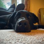 Archie Chambers - @archie.chamber.s Instagram Profile Photo