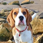 archie Shepherd - @archie.the.beagle.hartlepool Instagram Profile Photo