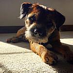 Arthur Poole - @arthur_the_border_terrier Instagram Profile Photo