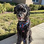 Astrid Hayes - @astrid.the.aussiedoodle Instagram Profile Photo