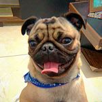 Augustus - @augustus.pug Instagram Profile Photo