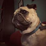 Maxwell Augustus - @maxwell_augustus_the_pug Instagram Profile Photo