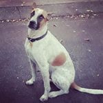 Barney Stephens - @barneymodeldog Instagram Profile Photo