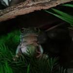 green tree frogs - @barney_and_wade Instagram Profile Photo