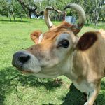 Barry the steer - @adventuresofthebarry Instagram Profile Photo
