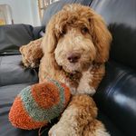 Beau the Goldendoodle - @abeaubear Instagram Profile Photo
