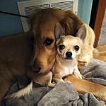 Cricket-CHIHUAHUA.Beau-GOLDEN - @adventures_of_beau_and_cricket Instagram Profile Photo