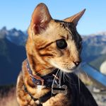 Bentley Wallace - @bentley.the.cat Instagram Profile Photo