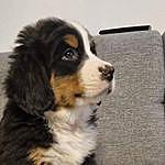 Maja Kramberger - @ares_the_bernie_dog Instagram Profile Photo