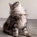 Bert is a Maine Kuhn cat. - @kld0831 Instagram Profile Photo