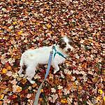 Bertie Pickles - @bertie_the_jrt Instagram Profile Photo