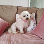 Bessie-Boo - @bessieboothebichonfrise Instagram Profile Photo