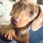 Betsy Day - @betsy_mini_dachshund Instagram Profile Photo