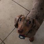Betty - @bettybuffalo_the_dachshund Instagram Profile Photo