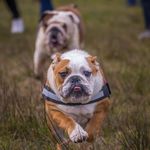Betty Bulldog - @beautiful_betty_the_bulldog Instagram Profile Photo