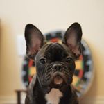 Betty Draper - @bettydraperthefrenchbulldog Instagram Profile Photo