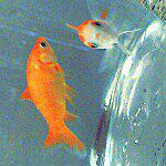 Betty and Elmer Singletary - @betty.elmer.goldfish Instagram Profile Photo