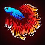 betta fish world - @betta_world2022 Instagram Profile Photo