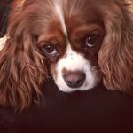 Betty Tudor - @bettytude_thecav Instagram Profile Photo