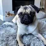 Betty Page - @betty.page.the.pug Instagram Profile Photo