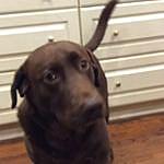 beulah miller - @beulah_the_shopdog Instagram Profile Photo