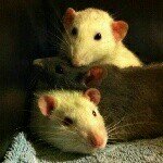 Billy, Barney and Russell - @billy_barney_russell_rats Instagram Profile Photo