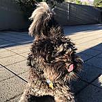 Billy Cope - @billy.cope.the.cavoodle Instagram Profile Photo