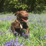 Billy the trail dog - @billytraildog Instagram Profile Photo