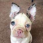 Blanche The Frenchton - @blanchethefranche Instagram Profile Photo