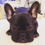 Blanche The French Bulldog - @eau_de_blanche Instagram Profile Photo