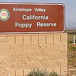 Bob - @antelopevalleypoppyreserve Instagram Profile Photo